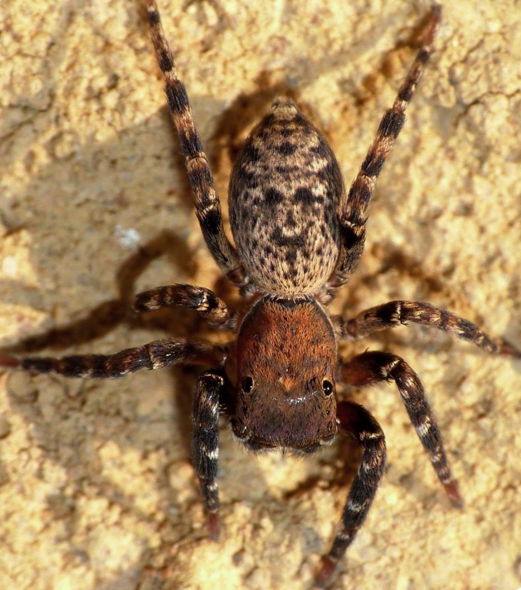 Salticidae - Cyrba algerina